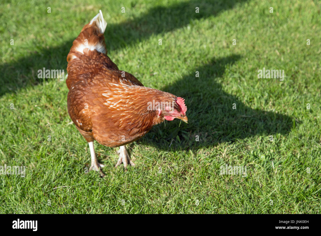 Chickens in the garden Stock Photo Alamy