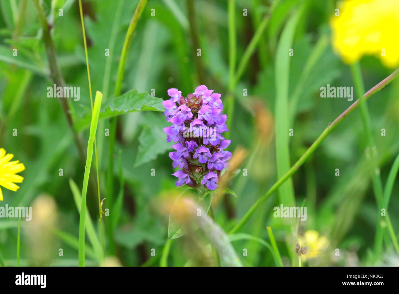 Wild orchids in a field, Wales uk Stock Photo - Alamy