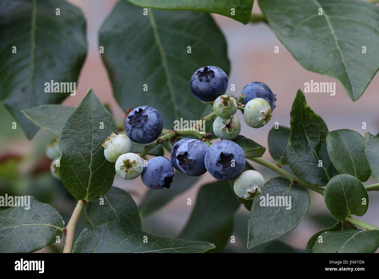 Blueberries growing Stock Photo