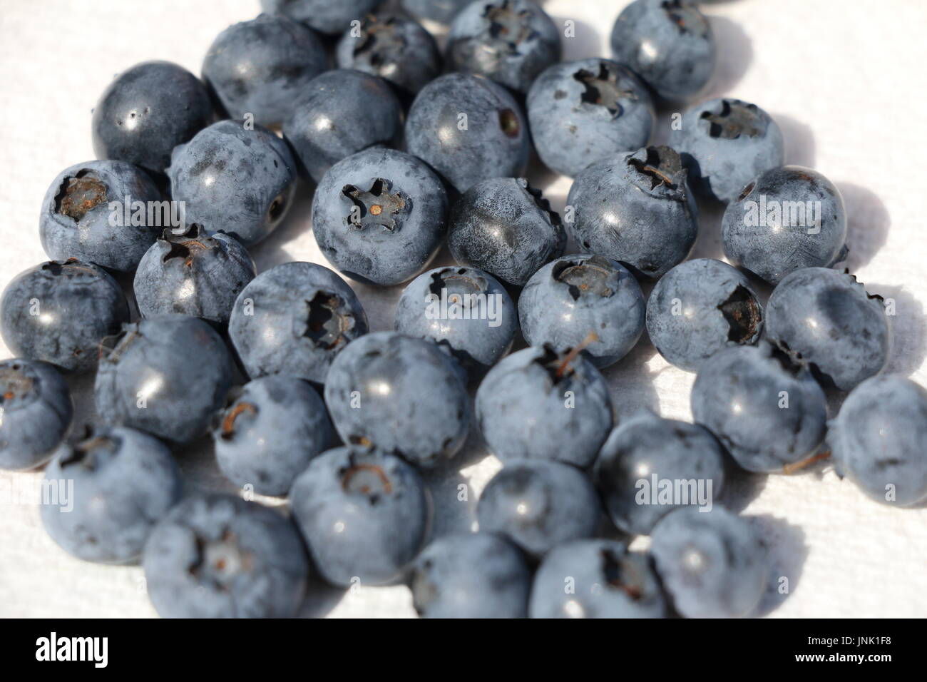 Blueberries closeup Stock Photo
