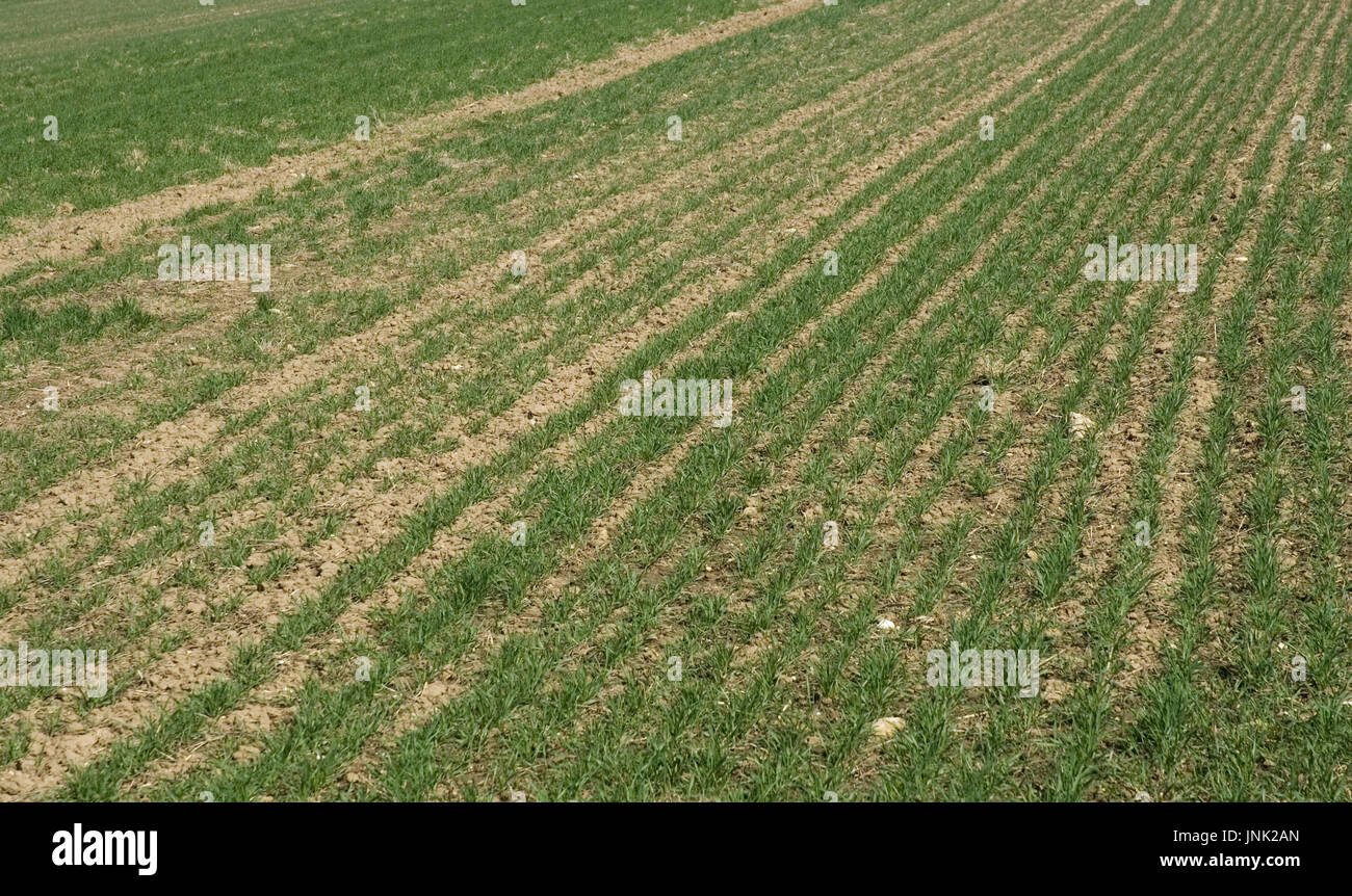 Young corn plant hi-res stock photography and images - Alamy