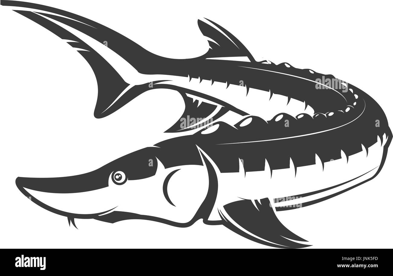 Sturgeon drawing hi-res stock photography and images - Alamy