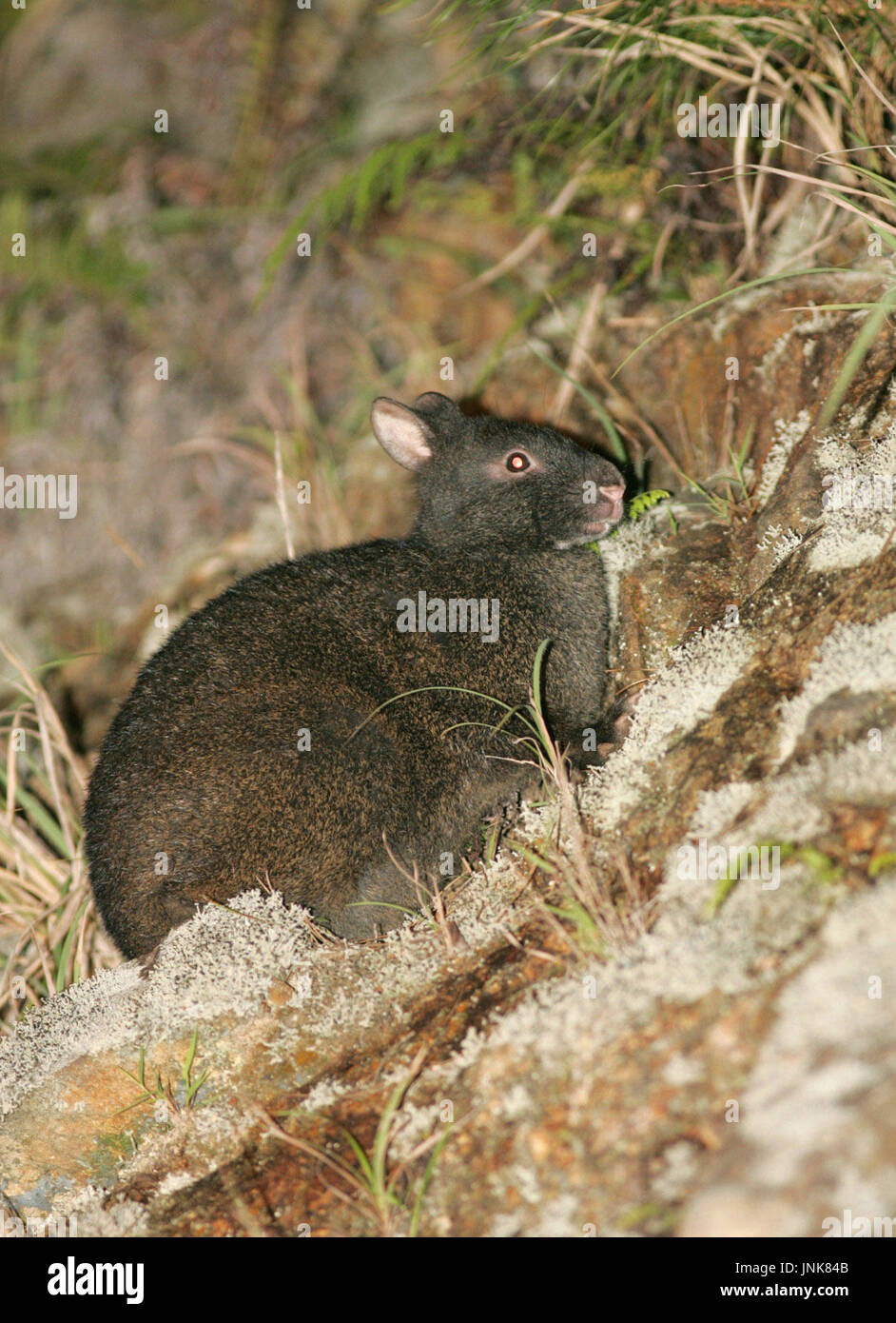 Amami rabbit High Resolution Stock Photography and Images - Alamy