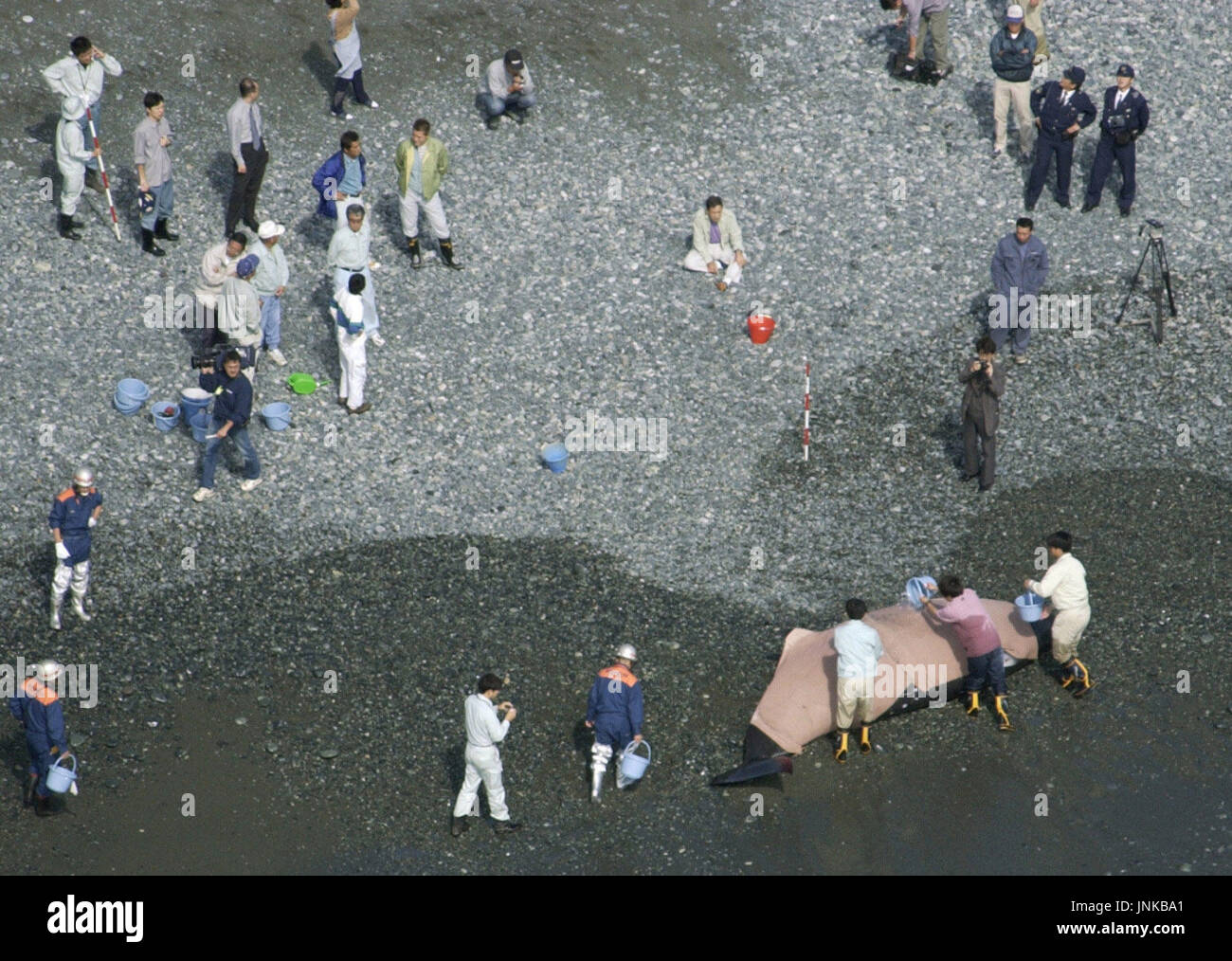 NINOMIYA, Japan - Local residents watch as their colleagues pour sea water on a beached whale to keep it alive in Ninomiya, Kanagawa Prefecture, on Oct. 21. The 5-meter-long whale, believed to be a Hubbs' beaked whale, was confirmed dead five hours later. (Kyodo) Stock Photo