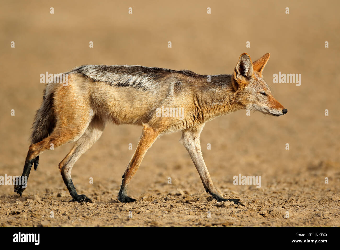 A black-backed jackal (Canis mesomelas) in natural habitat, Kalahari desert, South Africa Stock Photo