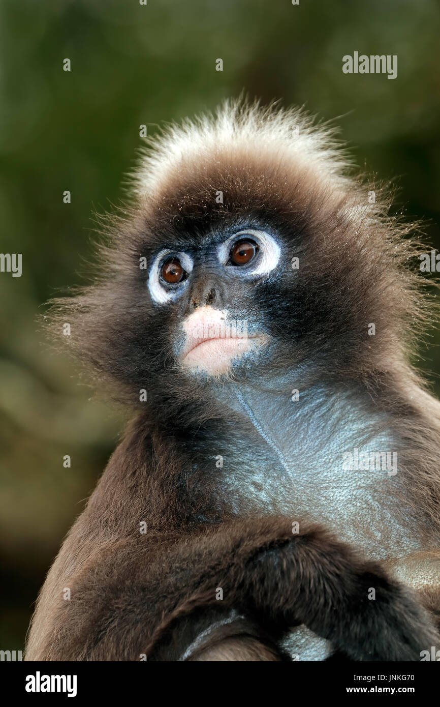 Portrait of a spectacled langur monkey (Trachypithecus obscurus) Stock Photo