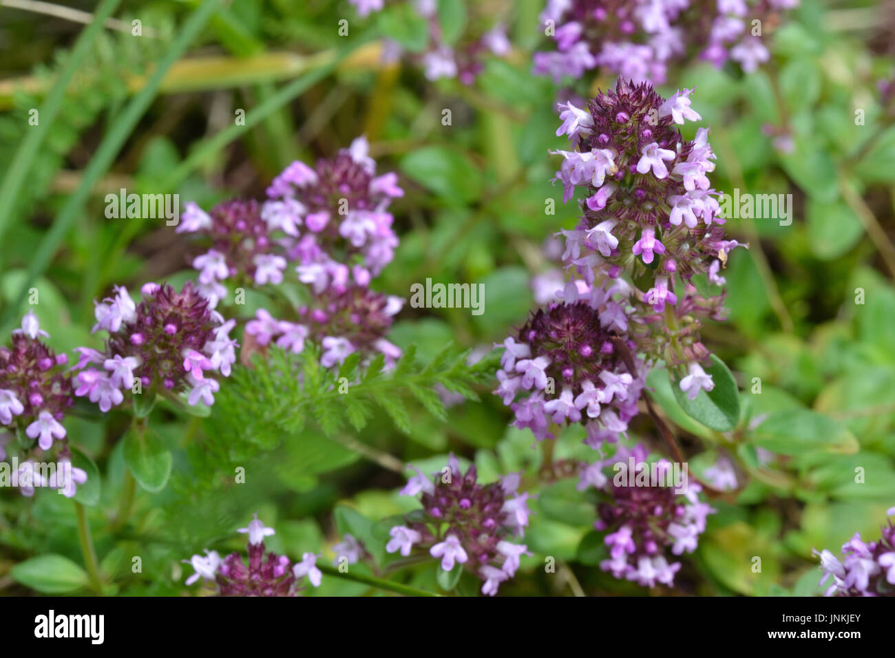 Wild Thyme (Thymus vulgaris Stock Photo Alamy