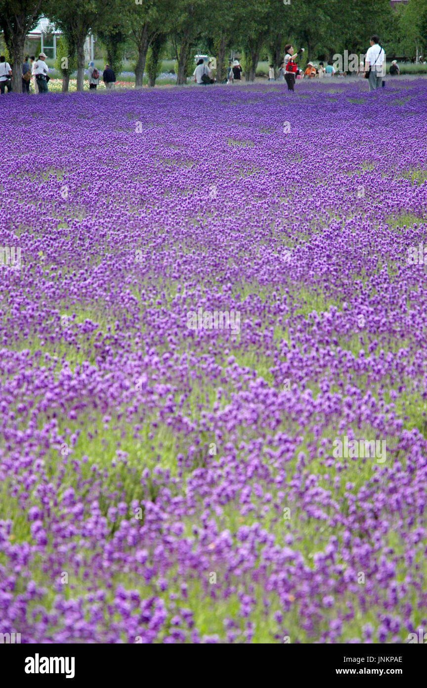 NAKAFURANO, Japan Lavenders are in full bloom in Nakafurano in Japan