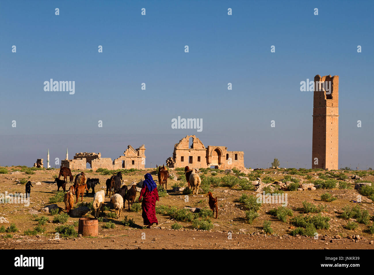 Local shepherdess with the ruins of the ancient city of Harran in the background, Sanliurfa, Turkey. Stock Photo