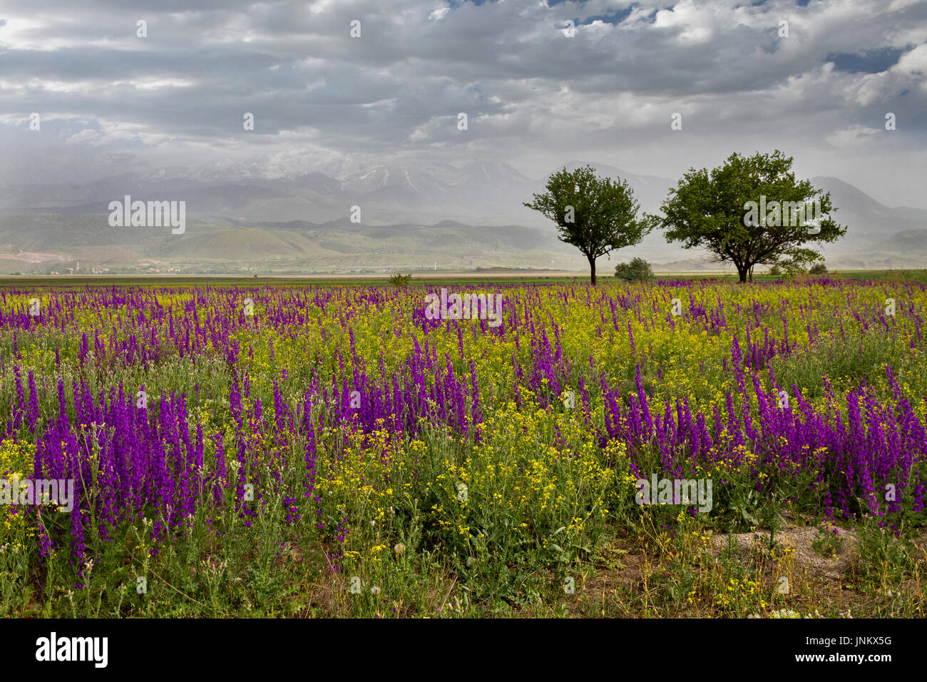 Wild flowers in the springtime in Central Anatolia, Turkey. Stock Photo