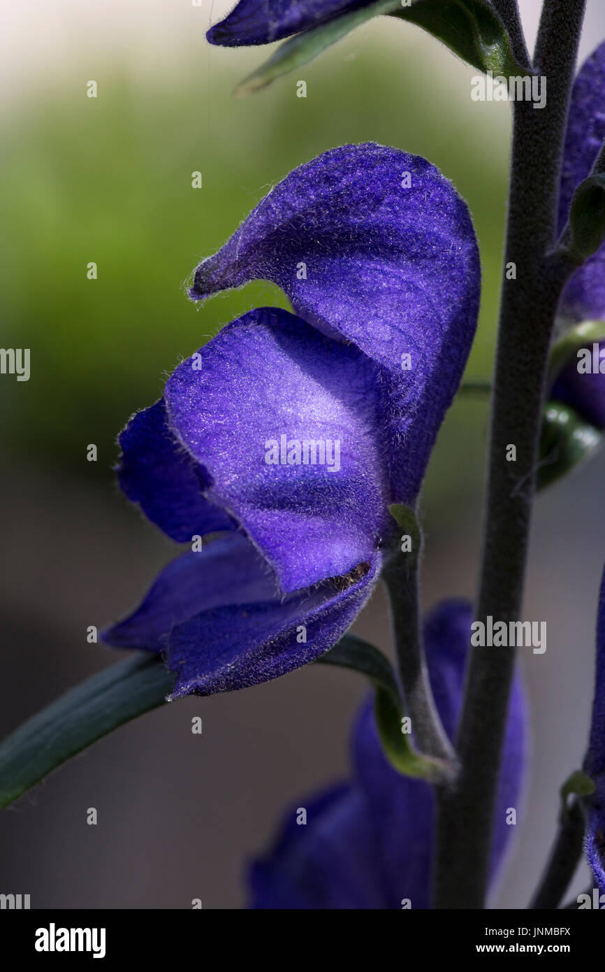 Aconite or monkshood (Aconitum sp.); close-up of blue flower Stock Photo