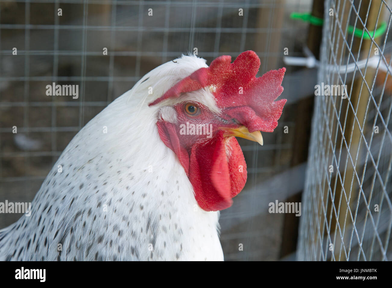 Chicken head portrait in a wire cage Stock Photo
