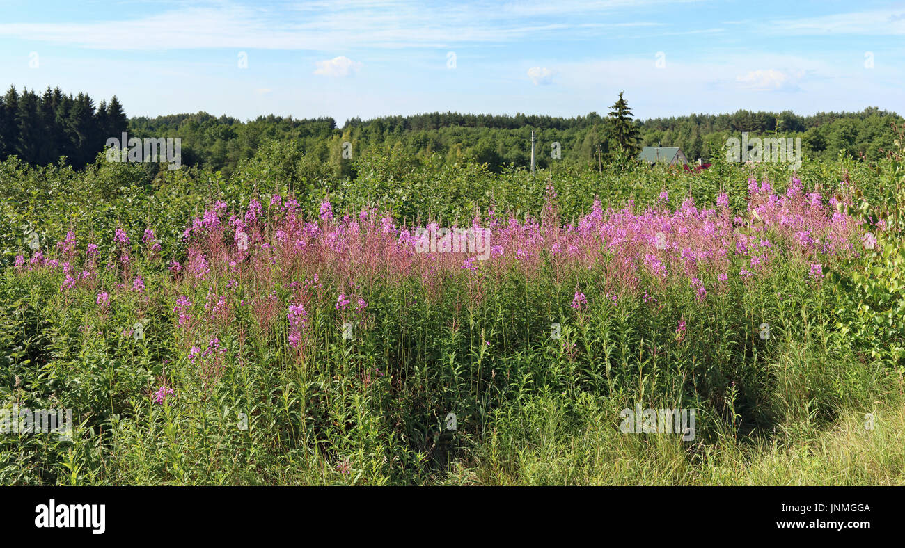 A tall will  herb with pink flowers is called Ivan tea. This is a popular remedy for colds. Leaves are dried and brewed in boiling water. Panorama fro Stock Photo