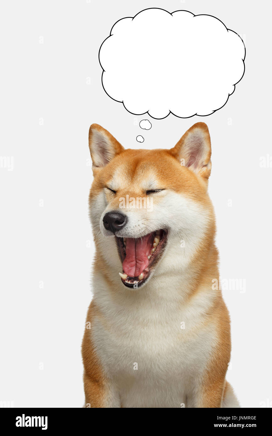 Red Shiba inu Dog on Isolated White Background Stock Photo