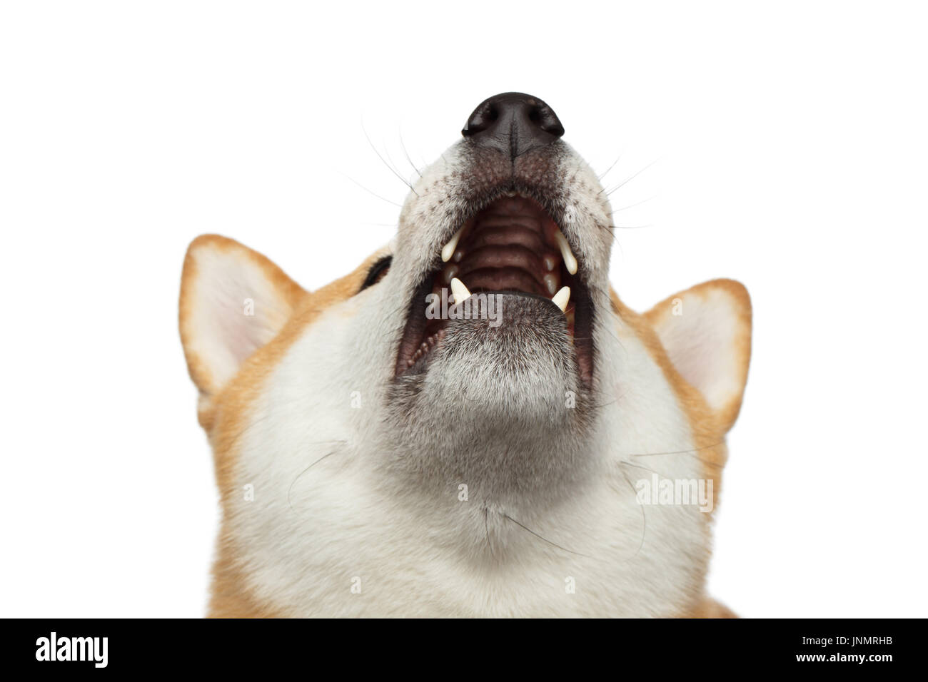 Red Shiba inu Dog on Isolated White Background Stock Photo