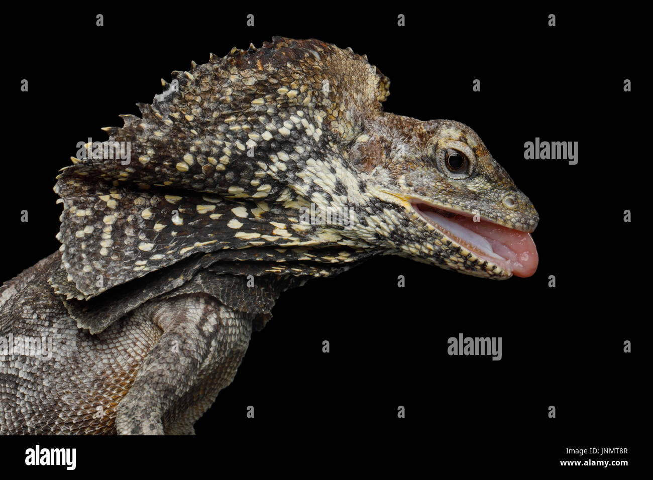 Frill-necked lizard Stock Photo