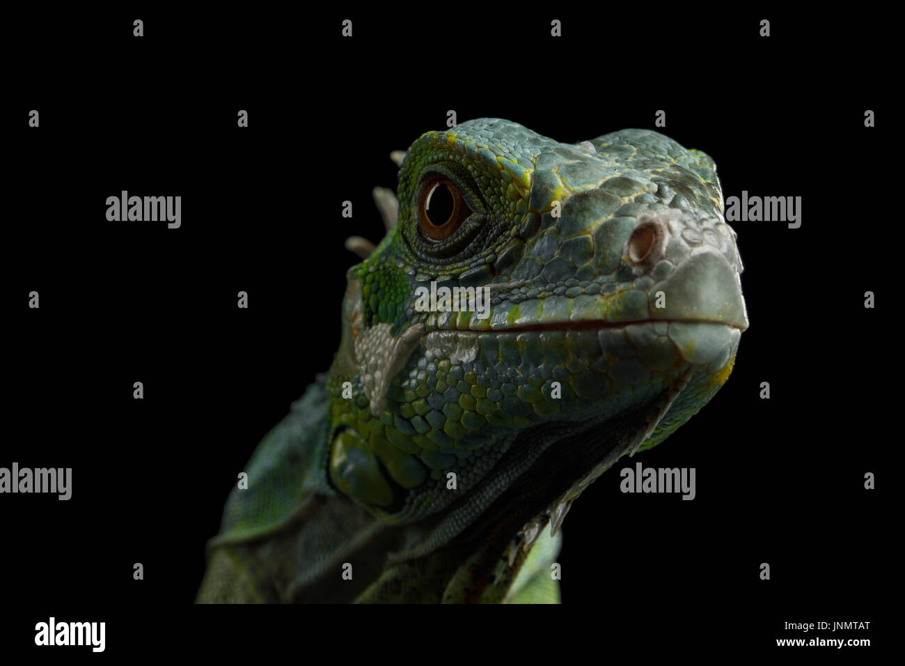 Green iguana isolated on black background Stock Photo