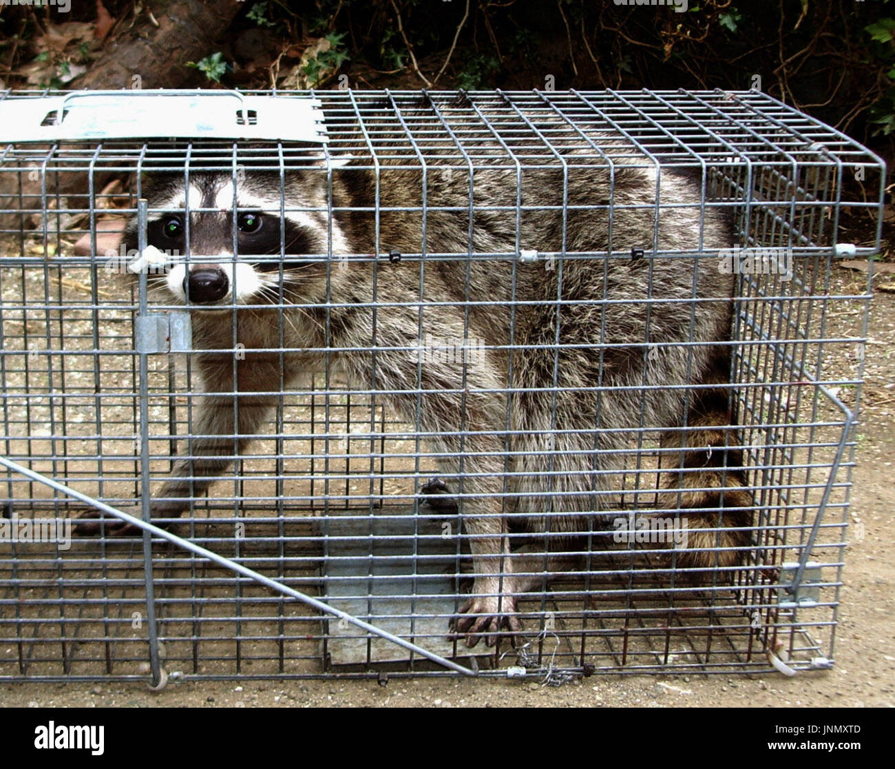 Japan Racoons YOKOHAMA, Japan - Photo shows a raccoon caught in a private residence ...