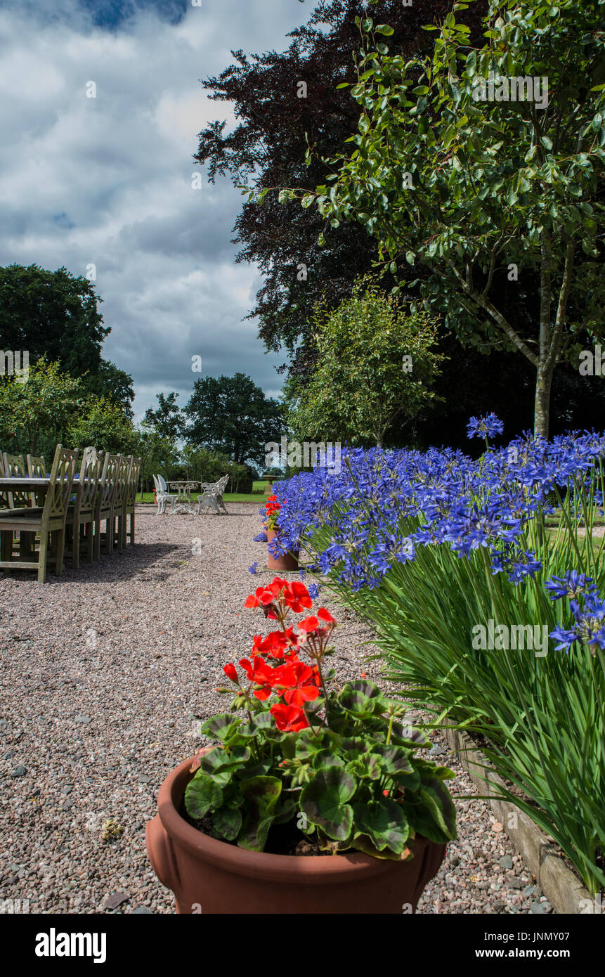 Agapanthus in bloom in the garden with gravel path Stock Photo