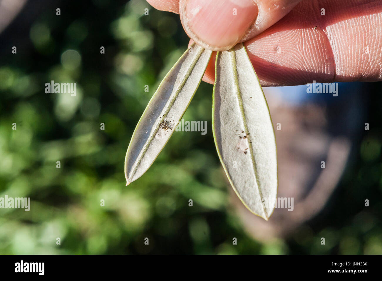 Farmer olive leaf in hand shows detail of infection call repilo, Jaen, Andalucia, Spain Stock Photo