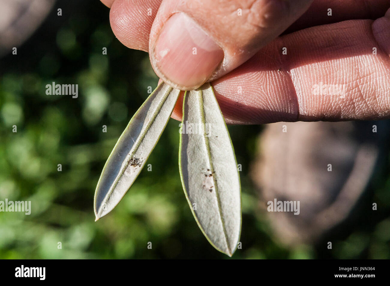 Farmer olive leaf in hand shows detail of infection call repilo, Jaen, Andalucia, Spain Stock Photo