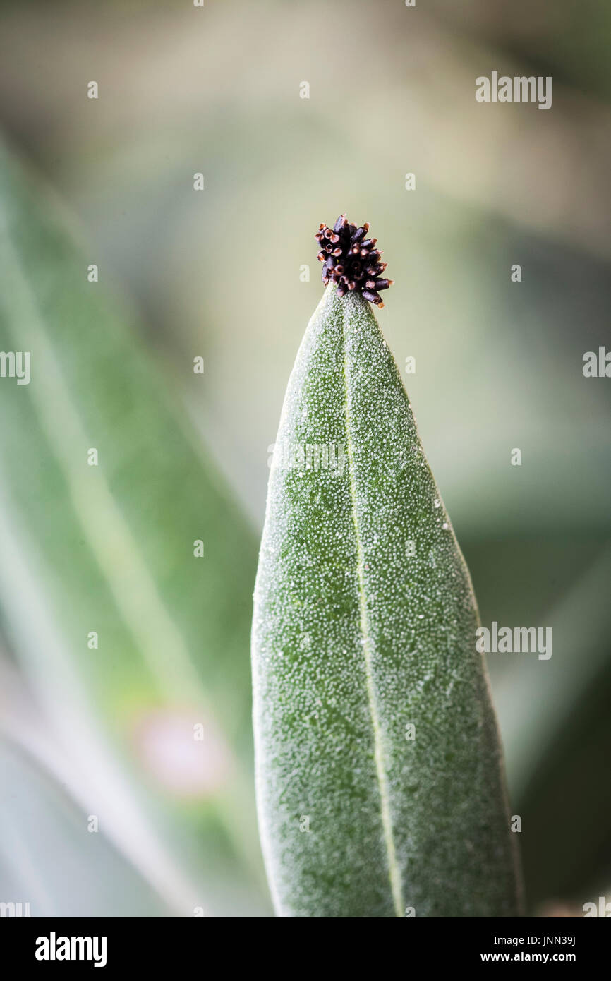 Detail of olive leaves infected by fungus, its attack causes important defoliations affecting the tree and the production, Jaen, Andalucia, Spain Stock Photo