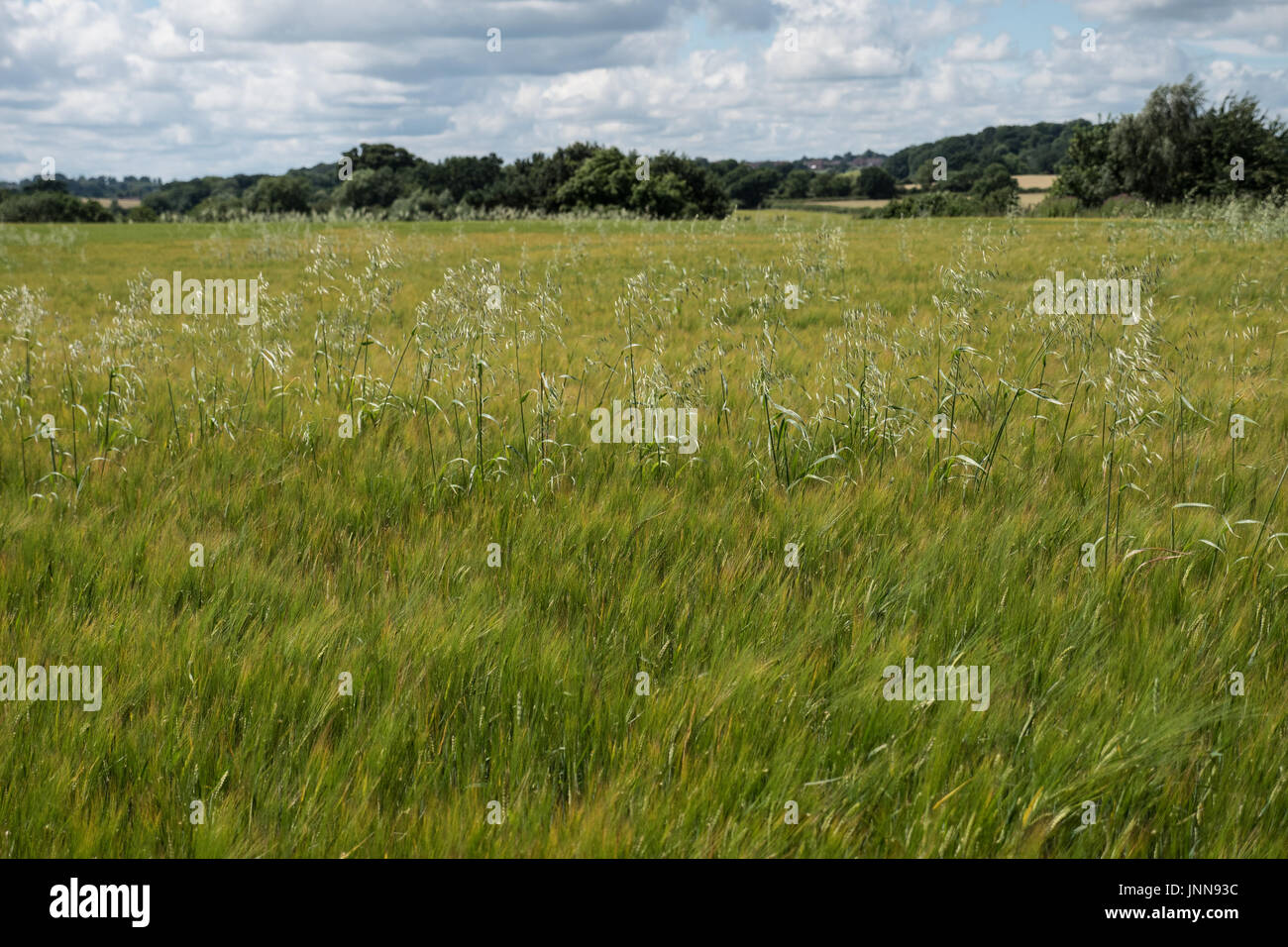 Wild Oats in a field of Barley Stock Photo