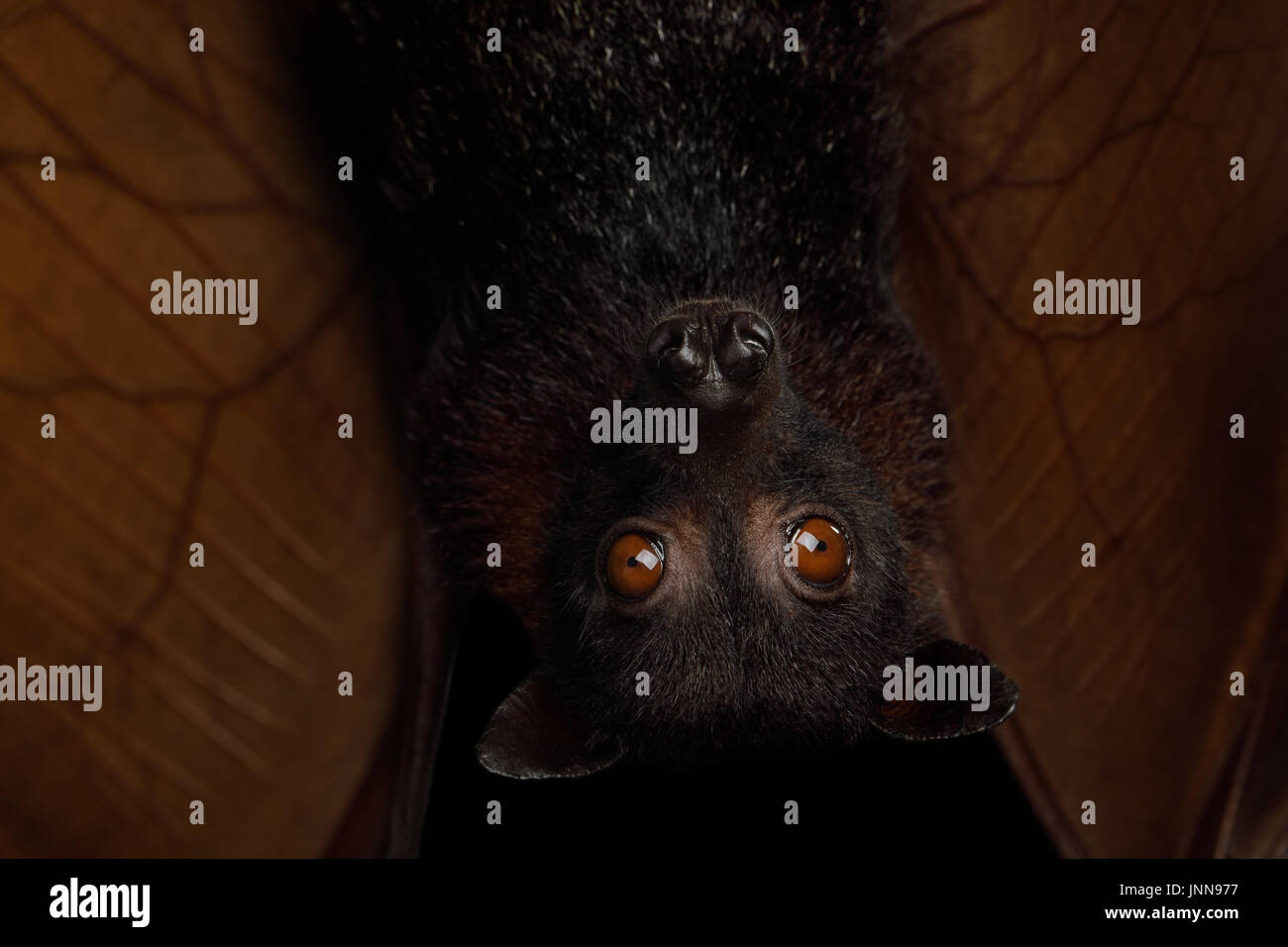 Large bat hanging flying fox hi-res stock photography and images - Alamy