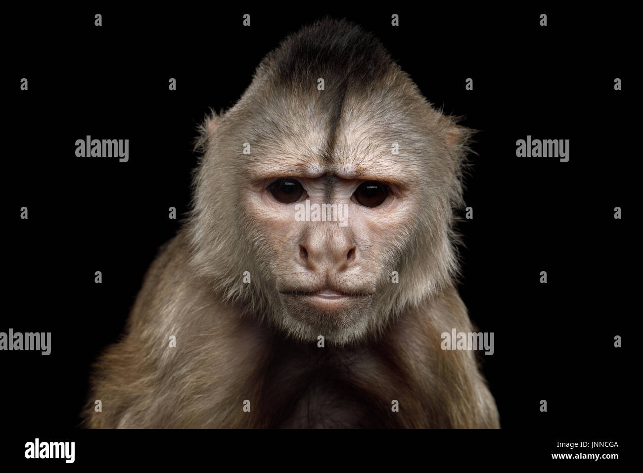 Capuchin Monkey Stock Photo