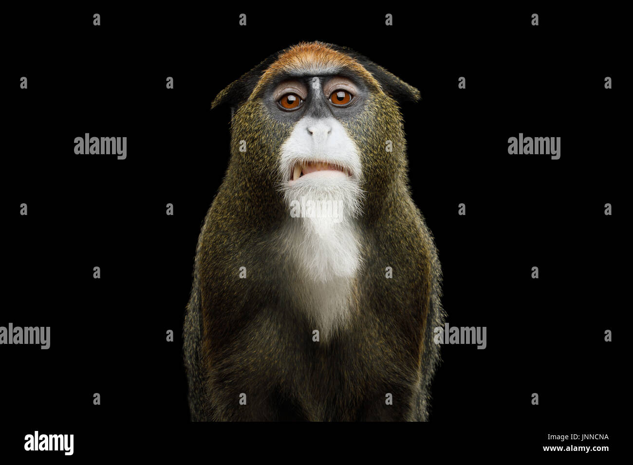 De Brazza's Monkey Stock Photo