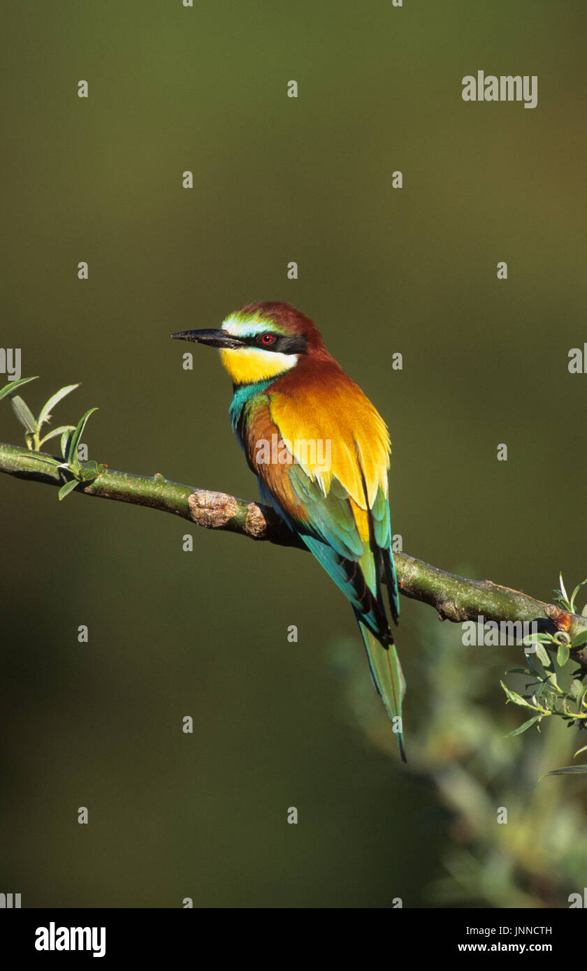 European Bee-eater (Merops apiaster) Tsiknias River Lesvos Greece Stock Photo