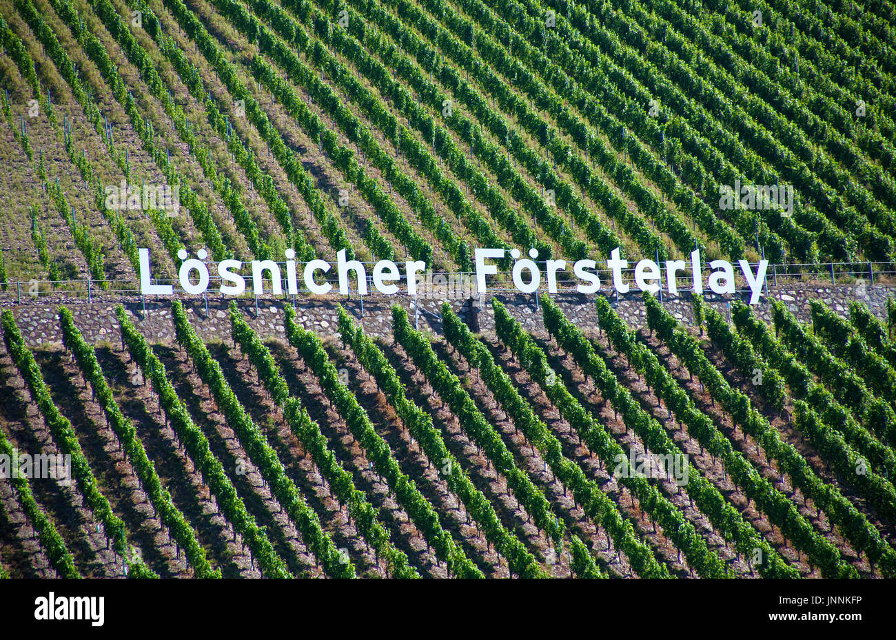 Loesnicher Foersterlay, Riesling, Loesnich, Mittelmosel, Rheinland-Pfalz, Landkreis Bernkastel-Wittlich, Deutschland, Europa |Loesnicher Foersterlay,  Stock Photo