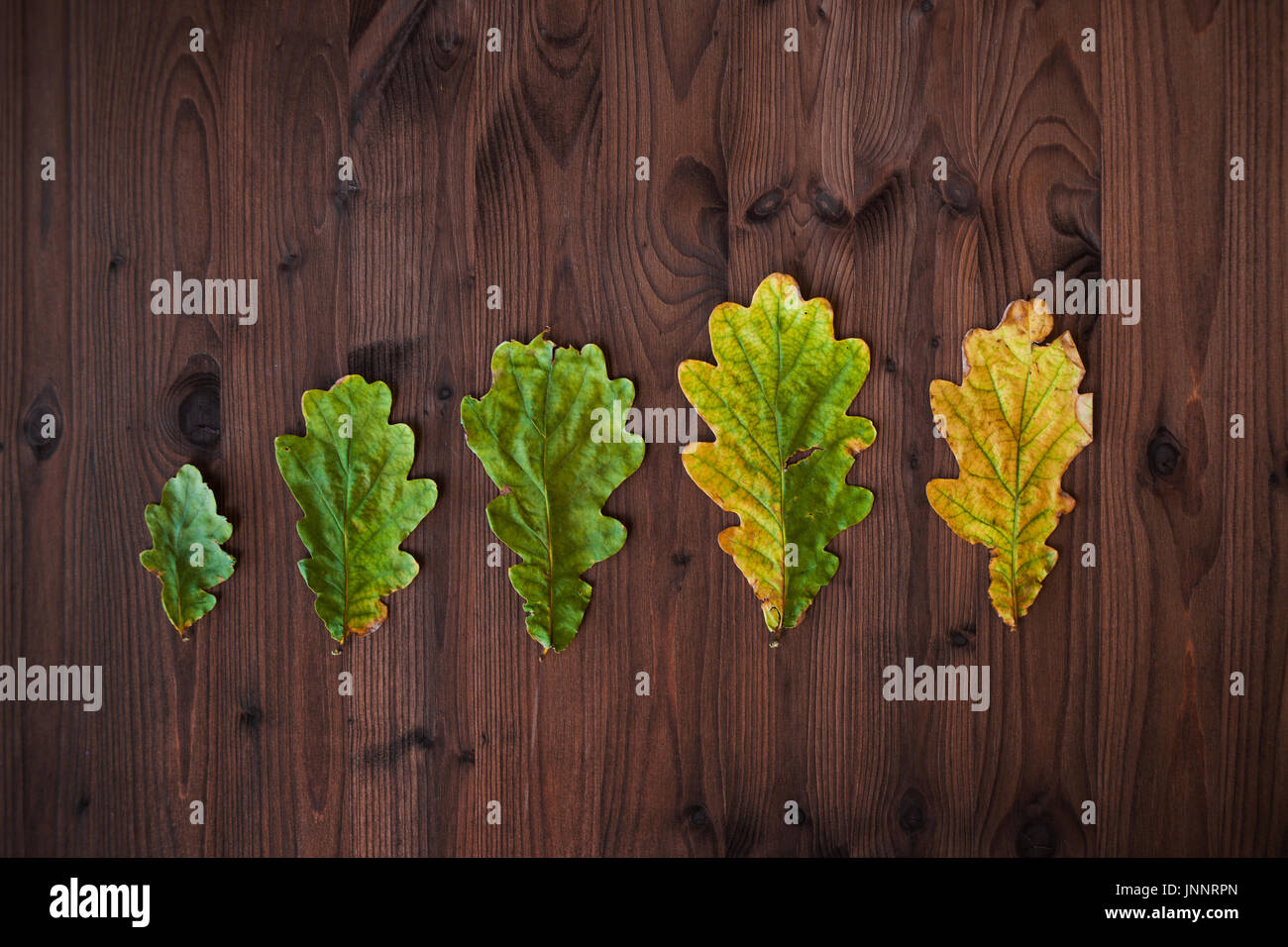 Line of oak leaves in different stages of aging. Beautiful oak leaves on wooden background Stock Photo
