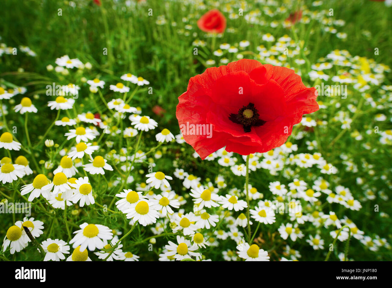 Red corn poppy papaver and chamomile flowers growing on colorful meadow in countryside. Spring field in blossom. Stegna, Pomerania, Poland. Stock Photo