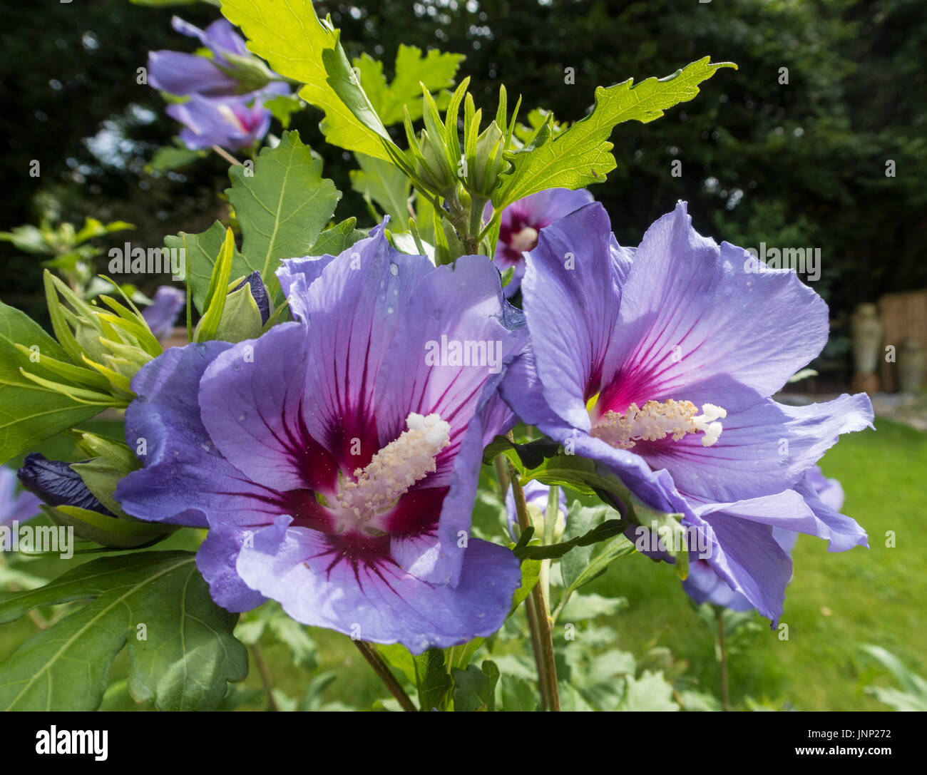 Blue flowering Hibiscus syriacus "Marina", in a Devon garden Stock