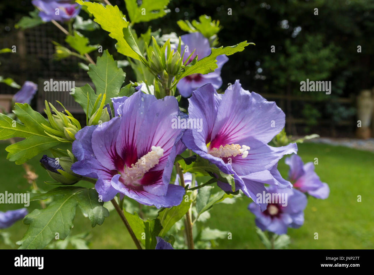 Blue flowering Hibiscus syriacus 'Marina', in a Devon garden. Stock Photo