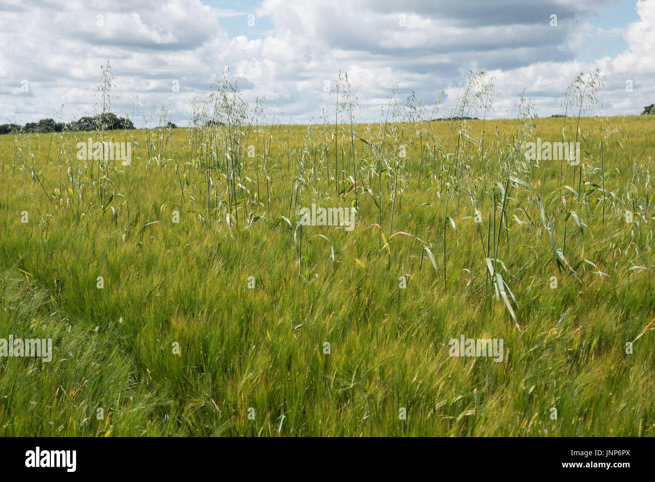 Wild Oats in a field of Barley Stock Photo
