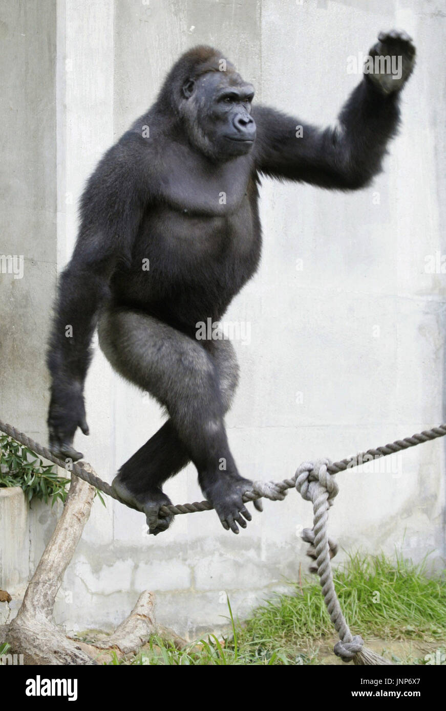 NAGOYA, Japan - Jabani, a 10-year-old gorilla, performs a