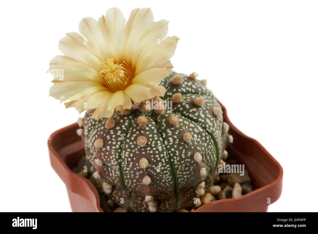 Closeup of blooming cactus with one flower Astrophytum asterias growing in the pot Stock Photo