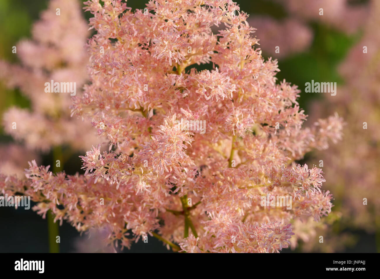 Pink astilbe growing in the garden in summer Stock Photo