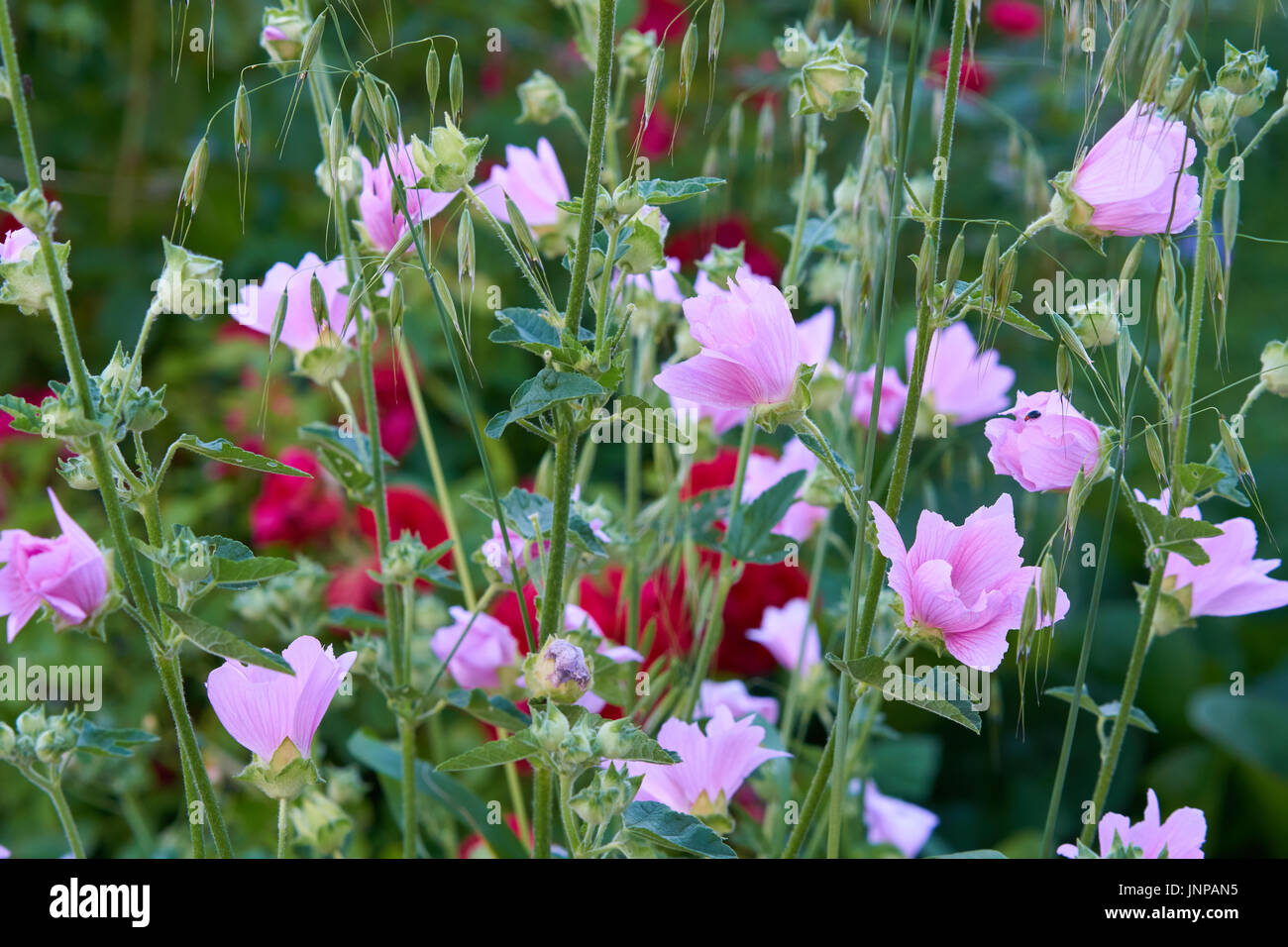 Pink flowers. Herb name Musk Mallow. Latin name Lavatera thuringiaca. And some oats. Stock Photo