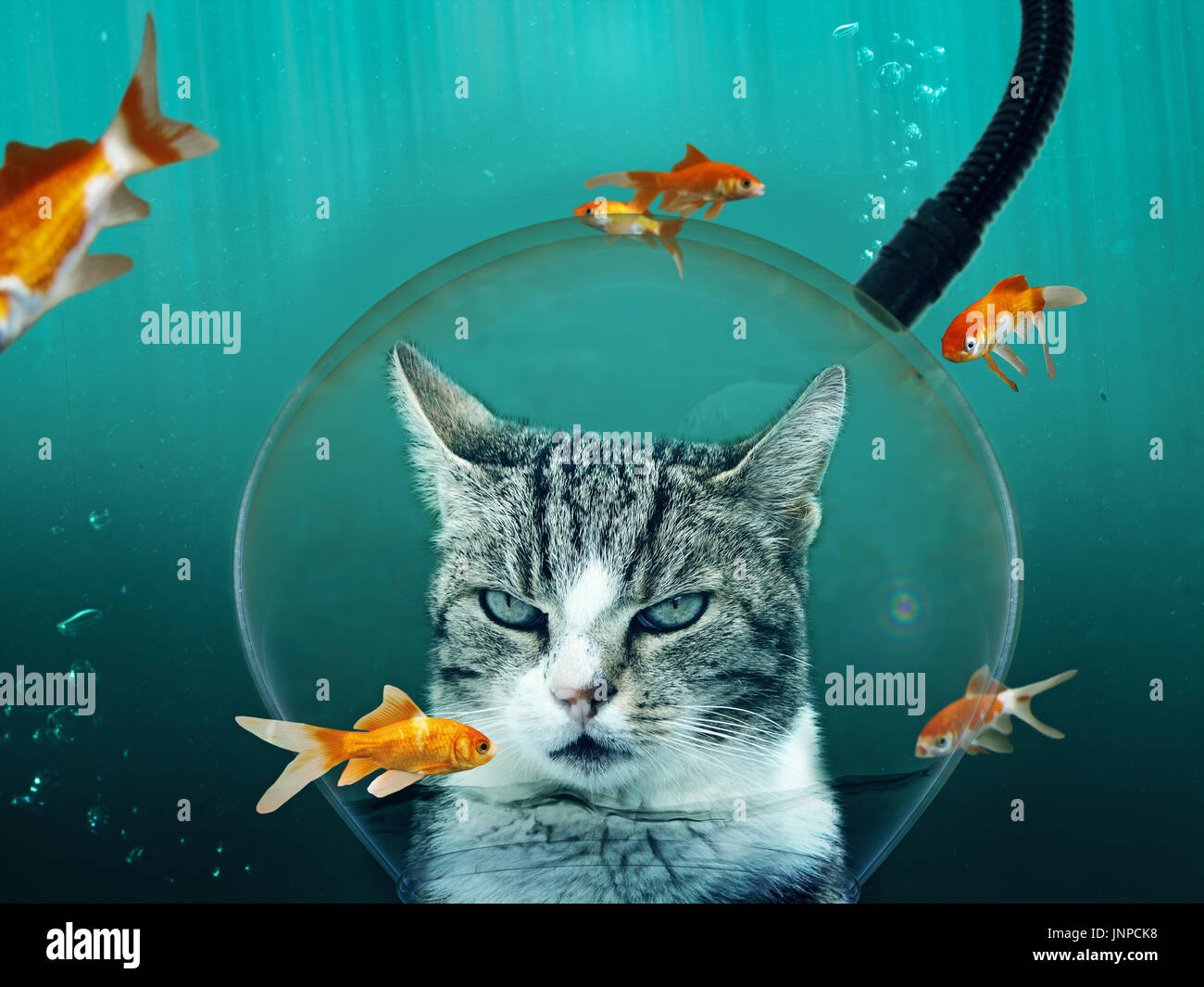 Cat makes a diving training to look for fish Stock Photo