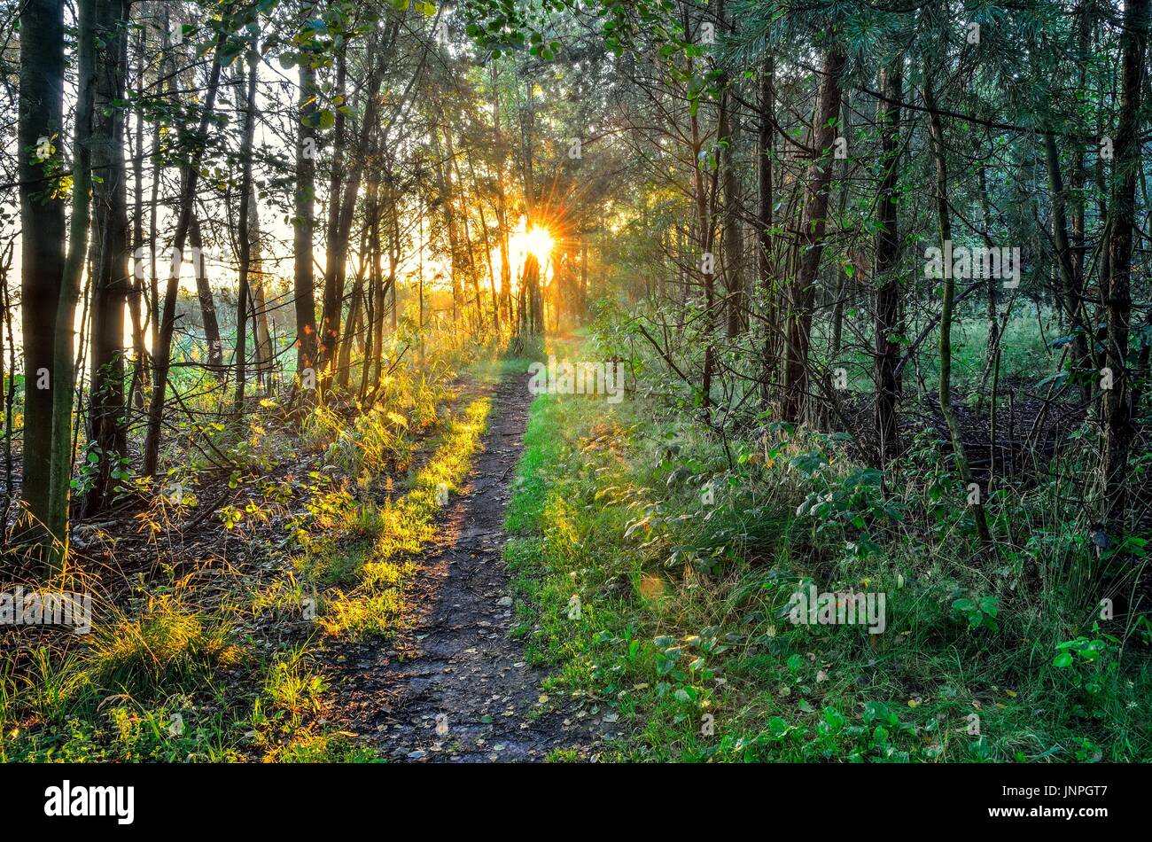 Sun rays with trees hi-res stock photography and images - Alamy