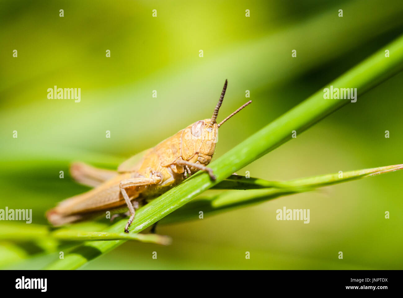 Macro of grasshopper sitting on grass and looking around. Smooth green background. Stock Photo