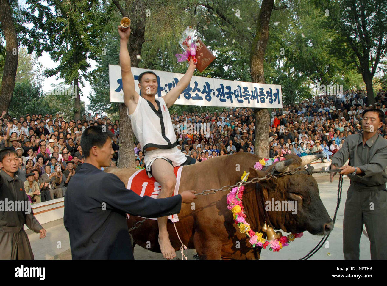 PYONGYANG, North Korea - Ri Jo Won (C) from North Phyongan Province in North Korea celebrates astride a grand bull, weighing nearly a ton, given to him in place of a cash award for winning a national ''ssirum,'' or Korean wrestling, tournament, in Pyongyang on Sept. 25, 2009. Ri, 30, came first at the catch-weight event in which 20 grapplers competed. (Kyodo) Stock Photo