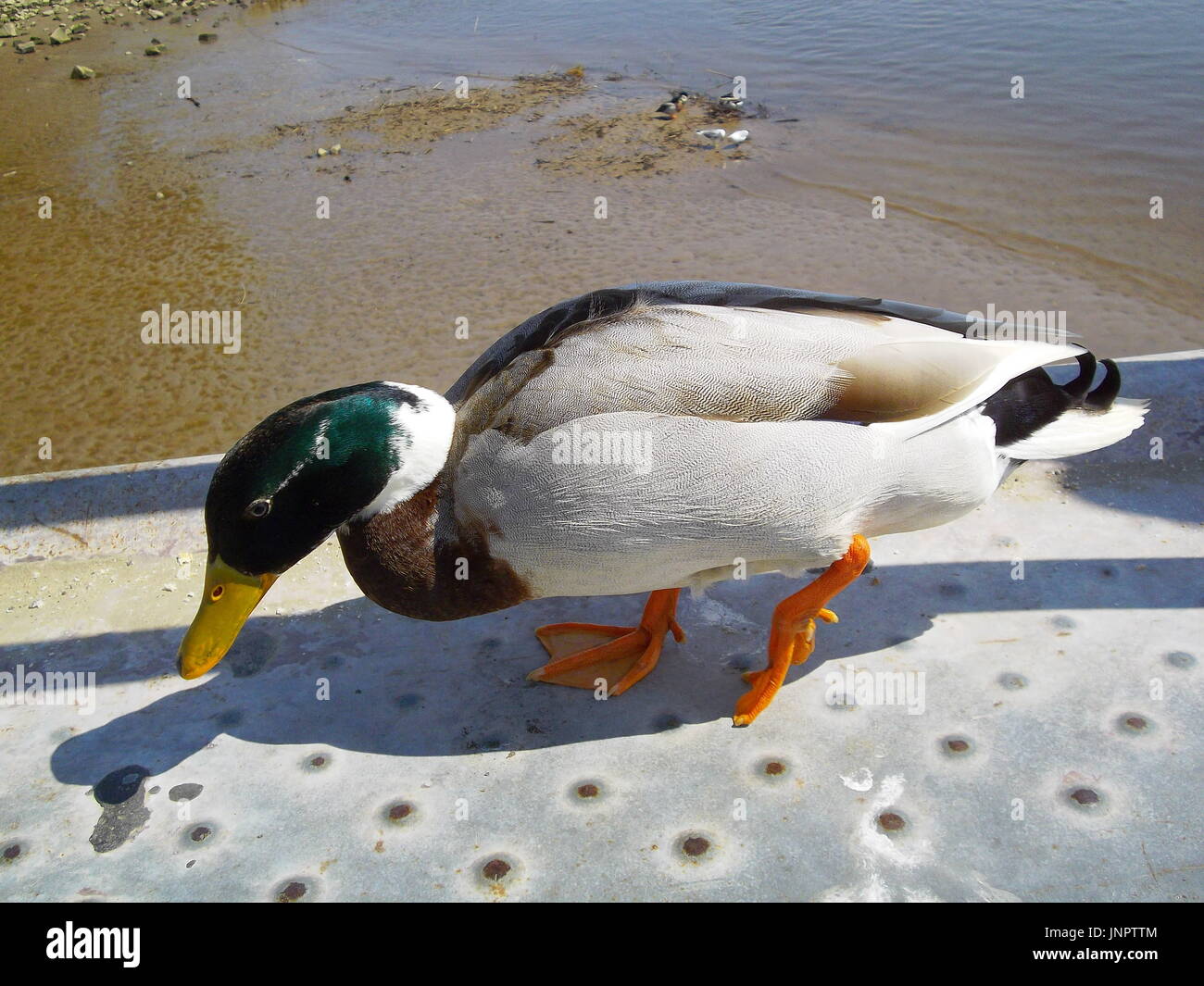 A Duck at the beach of the Elbe River in Hamburg-Kirchwerder Stock Photo