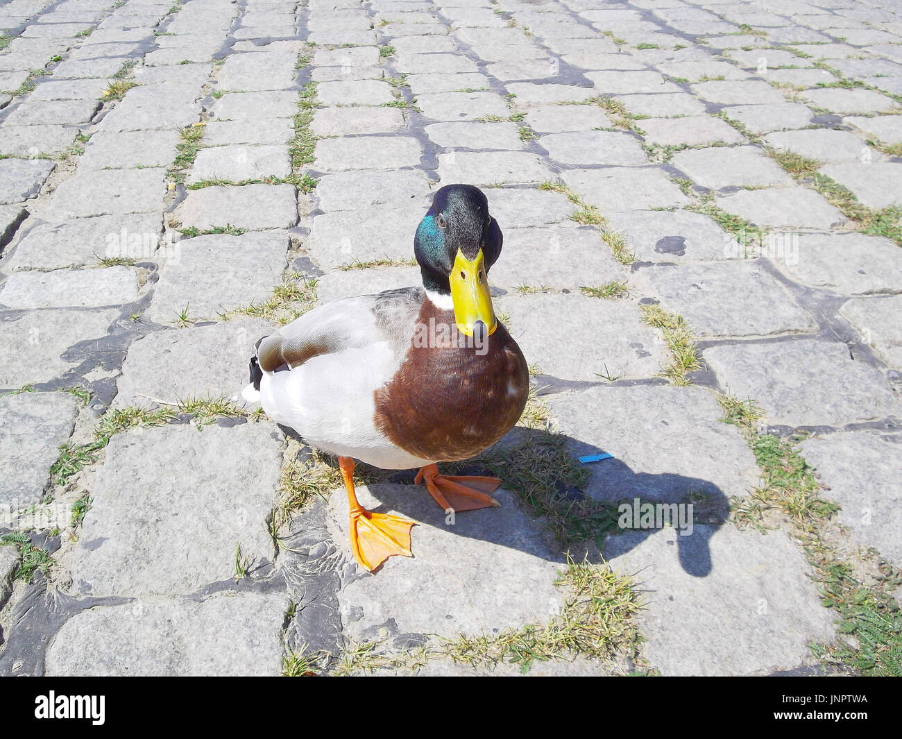 A duck in Hamburg-Kirchwerder Stock Photo