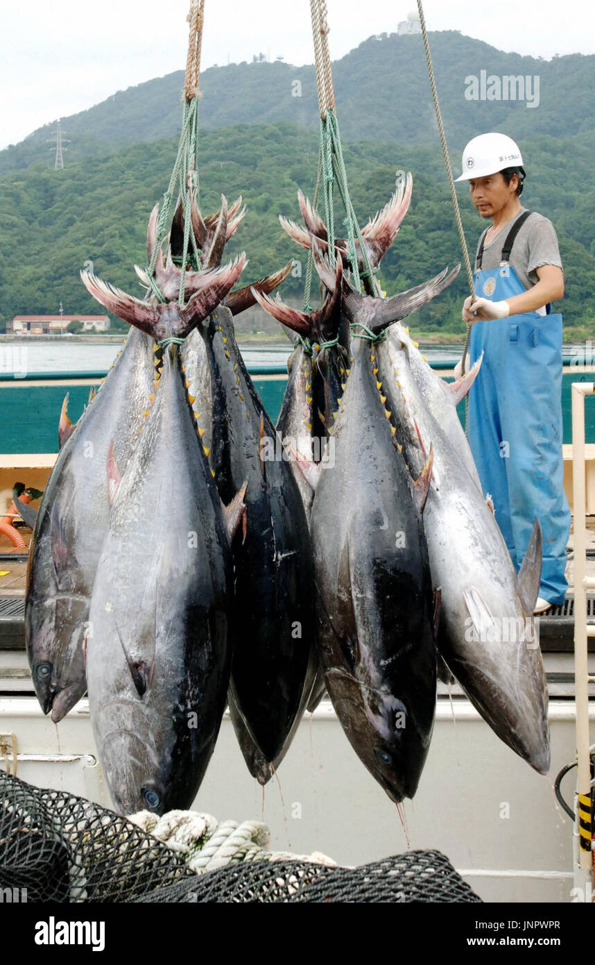 YONAGO, Japan - This July 2009 photo shows bluefin tuna landed at a