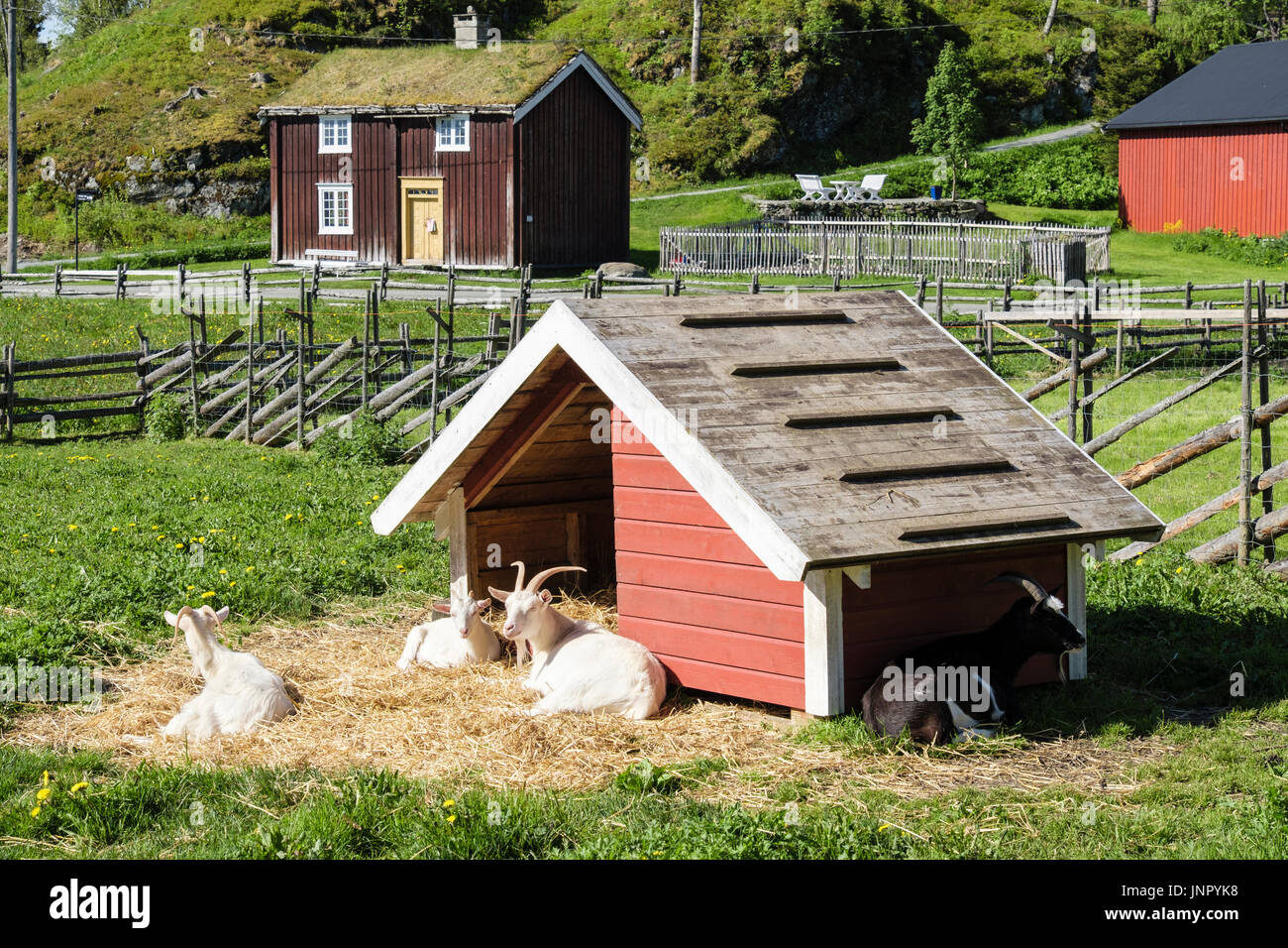 Goats in a farm scene setting in Sverresborg Trøndelag Folk Museum. Trondheim, Sør-Trøndelag, Norway, Scandinavia Stock Photo