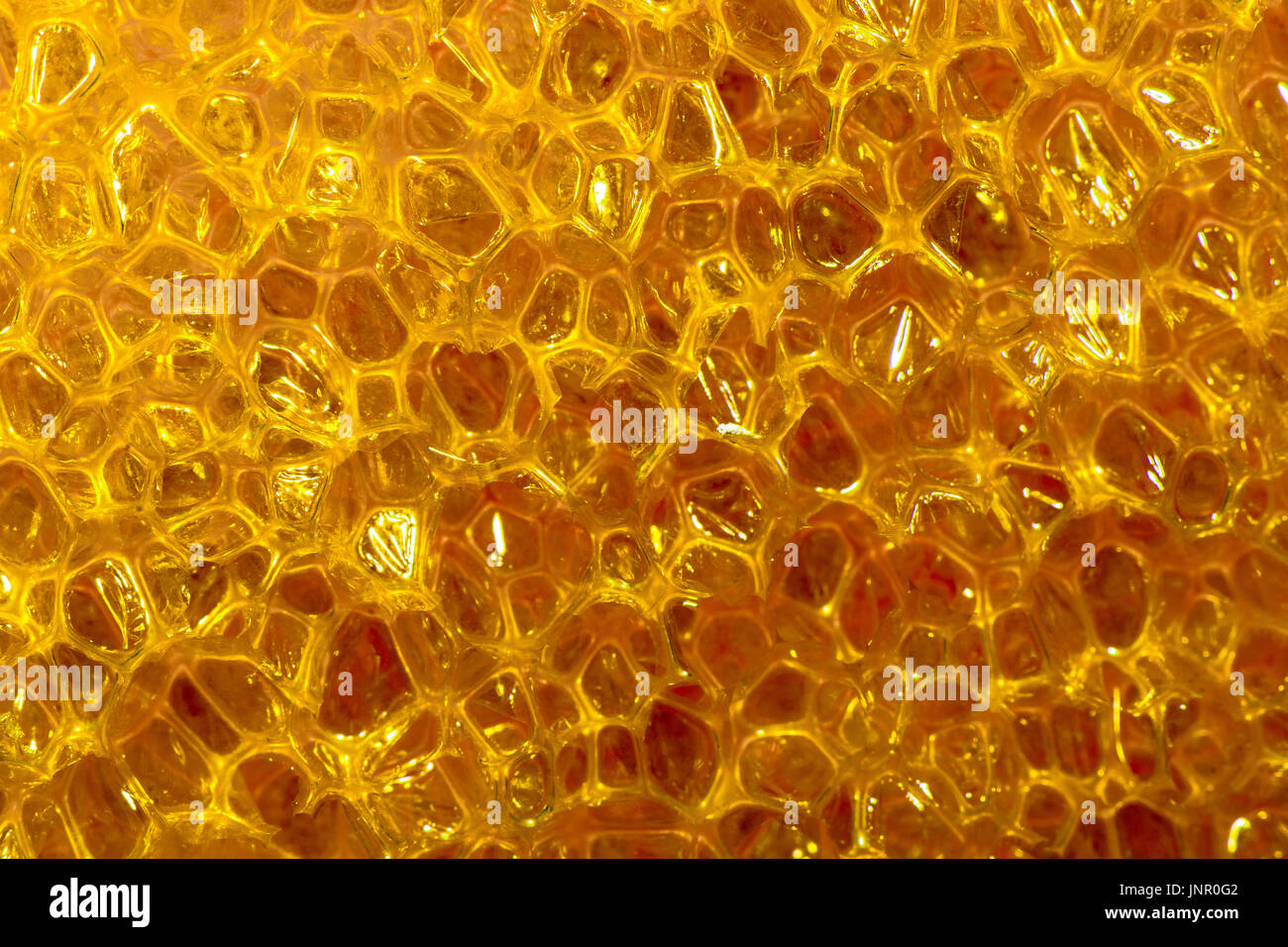 honeycomb sponge scourer Stock Photo